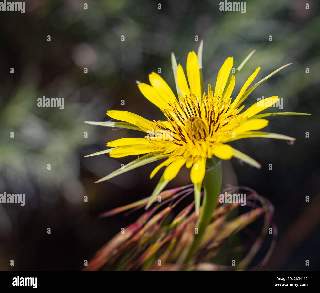 Die Wiese salsify Tragopogon pratensis. Die Blume der gelben Salsify. Tragopogon dubius. Unscharfer dunkler Hintergrund, geringe Schärfentiefe, niemand, Selecti Stockfoto