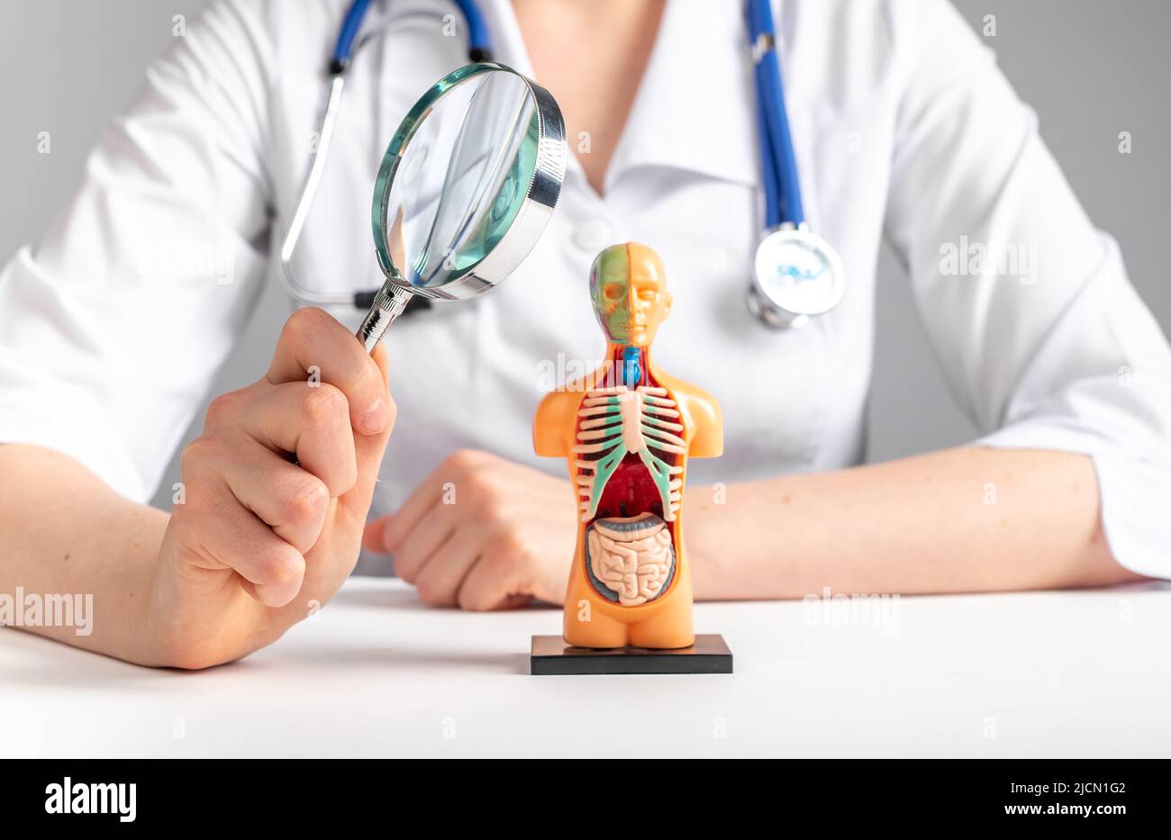 Untersuchung von 3D menschlichen Modellen mit inneren Organen. Medizinisches Kontrollkonzept. Hochwertige Fotos Stockfoto