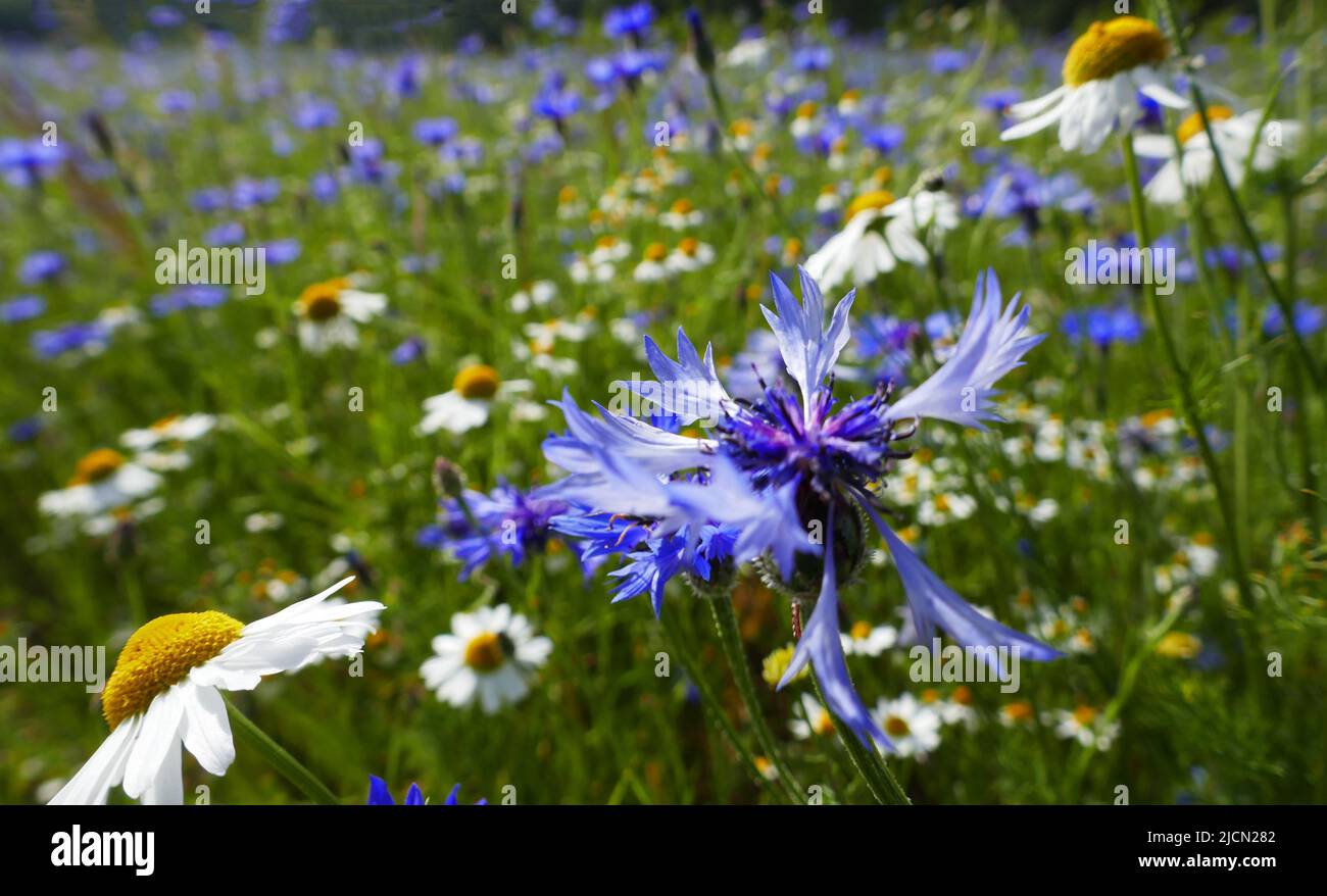 Eine Wiese voller weißer Kamille und blauer Kornblumen. Gesehen in Springendal, Niederlande Stockfoto