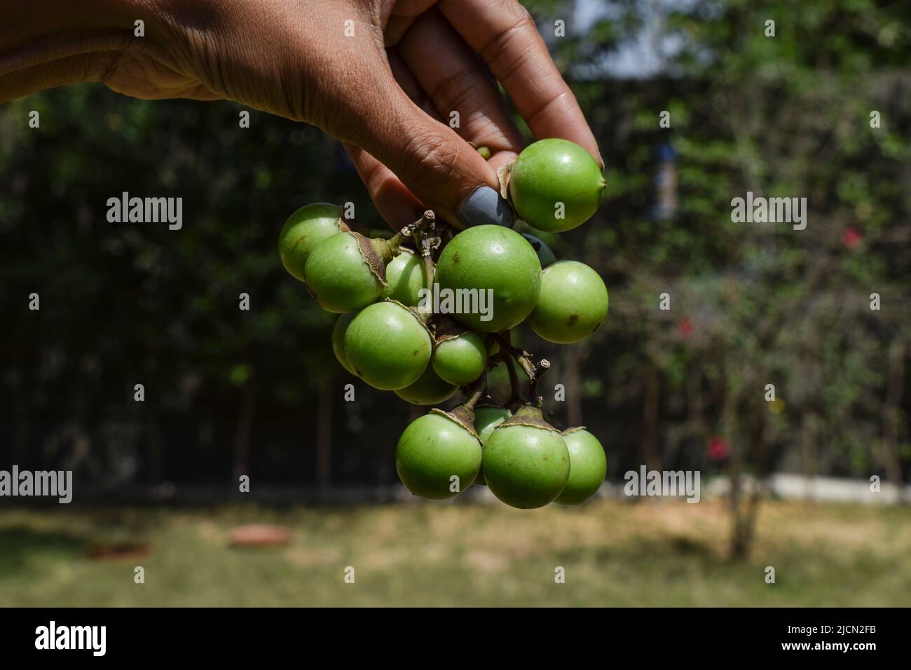 Person hält frische grüne Cordia myxa auch als Lasoda, gunda, Gummibeere, Sapistana und Gelbeere als Gemüse und für Gurke verwendet Stockfoto