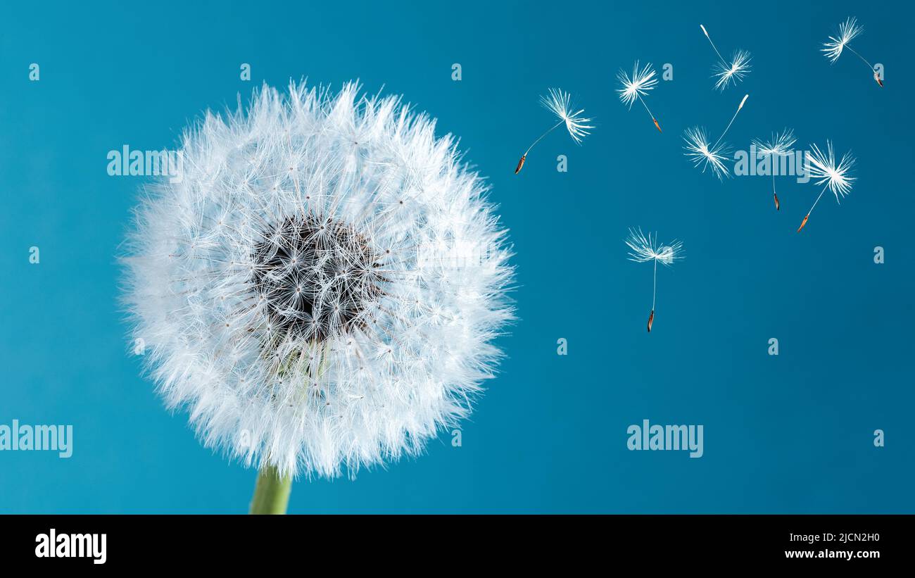 Makro-Natur. Dandelion am Himmel Hintergrund. Freiheit zu wünschen. Dandelion Silhouette flauschige Blume. Makro-Nahaufnahme des Ausgangssaals. Weichfokus. Auf Wiedersehen Sommer. Hoffnung und träumendes Konzept. Fragilität. Frühling. Stockfoto