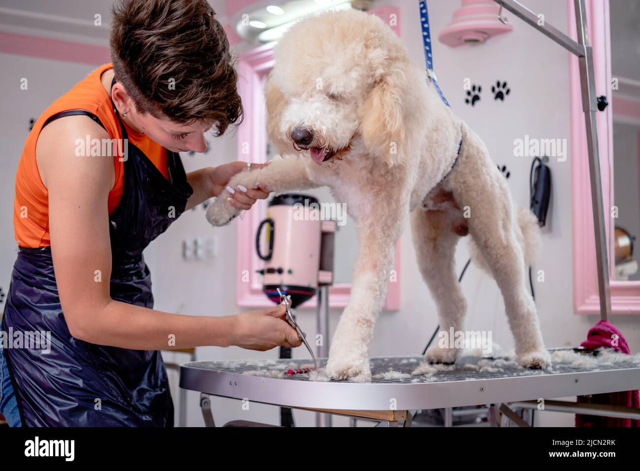 Eine professionelle Hündin gibt einem süßen Pudel auf einem Frisiertisch in  einem Schönheitssalon für Hunde einen Haarschnitt Stockfotografie - Alamy