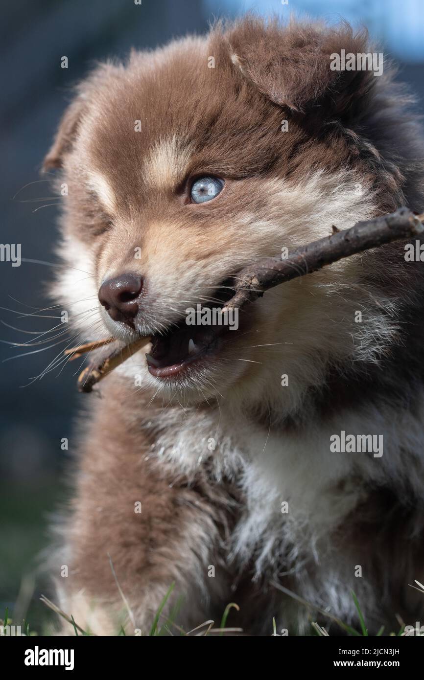 Porträt eines finnischen Lapphunds und Welpen im Freien Stockfoto