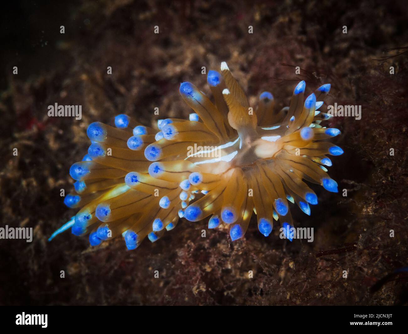 Antiopella cristata, ist eine Meeresschnecke, eine Art doriden Nudibrans. Es ist eine Meeresschnecke. Stockfoto