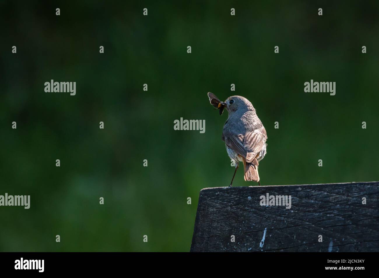 Fliegenfänger gehört zur Gattung der Rotkehlchen. Sie hat ihr Nest in der Nähe und versorgt ihre Brut derzeit mit frischen Beutetieren. Stockfoto