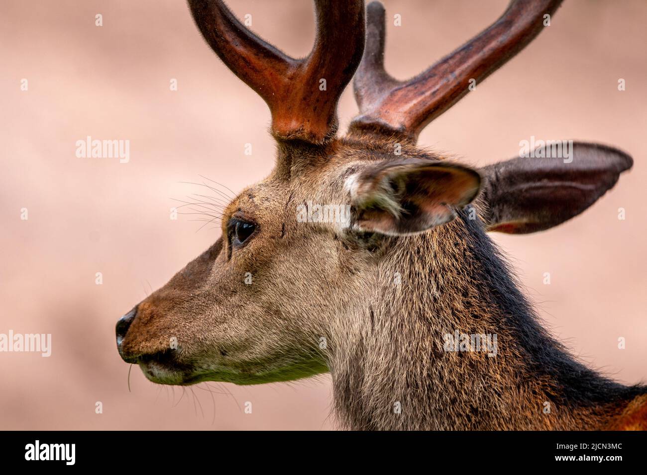 Dieser Karibu hat gerade seine Flusen abgeworfen. Diese kargen Karibe gehören zur Rentiergattung. Stockfoto