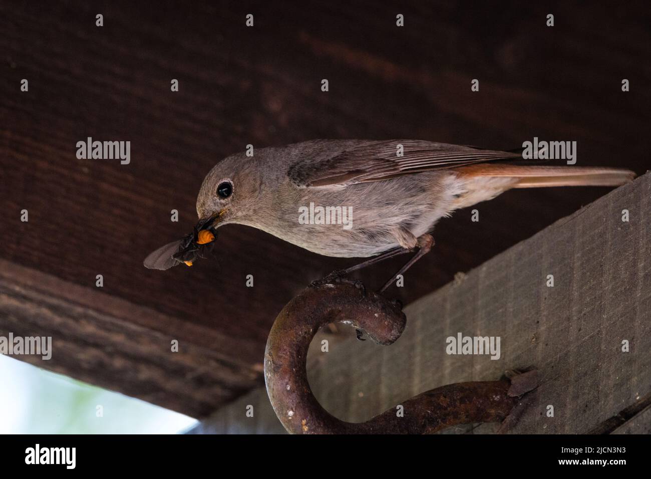 Fliegenfänger gehört zur Gattung der Rotkehlchen. Sie hat ihr Nest in der Nähe und versorgt ihre Brut derzeit mit frischen Beutetieren. Stockfoto