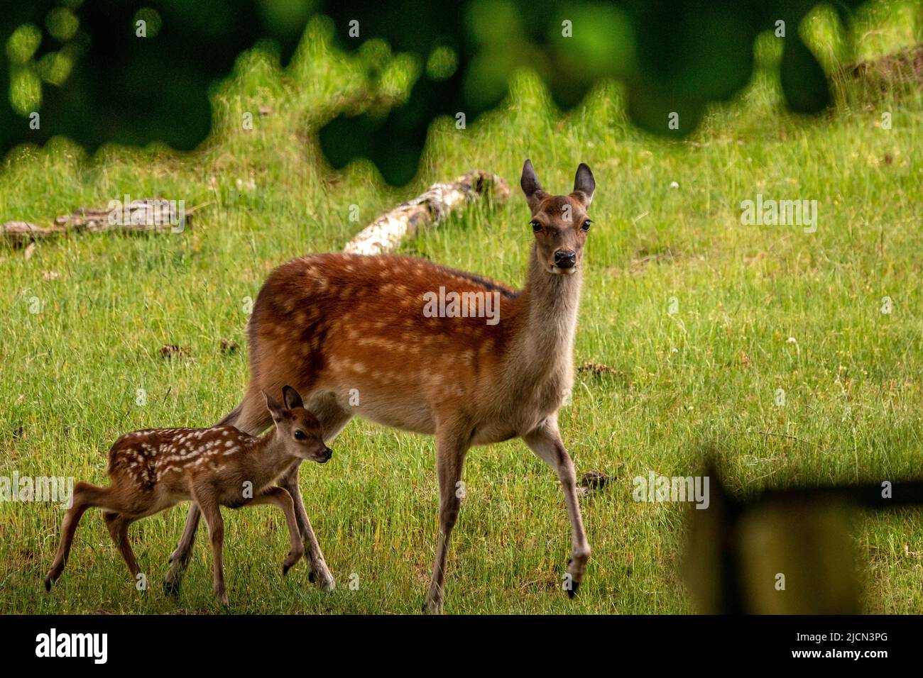 Diese Rothirsch-Hintern ist mit seinem Rehkitz auf dem Feld. Der kleine folgte der Mutter auf Schritt und Schritt Stockfoto