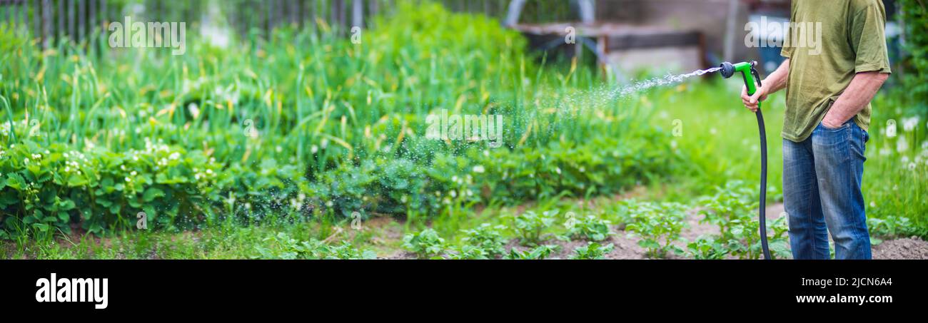 Landwirt mit Gartenschlauch und Pistole Düse Bewässerung Gemüsepflanzen im Sommer. Gartenkonzept. Landwirtschaftliche Pflanzen wachsen in Bettreihen. Stockfoto