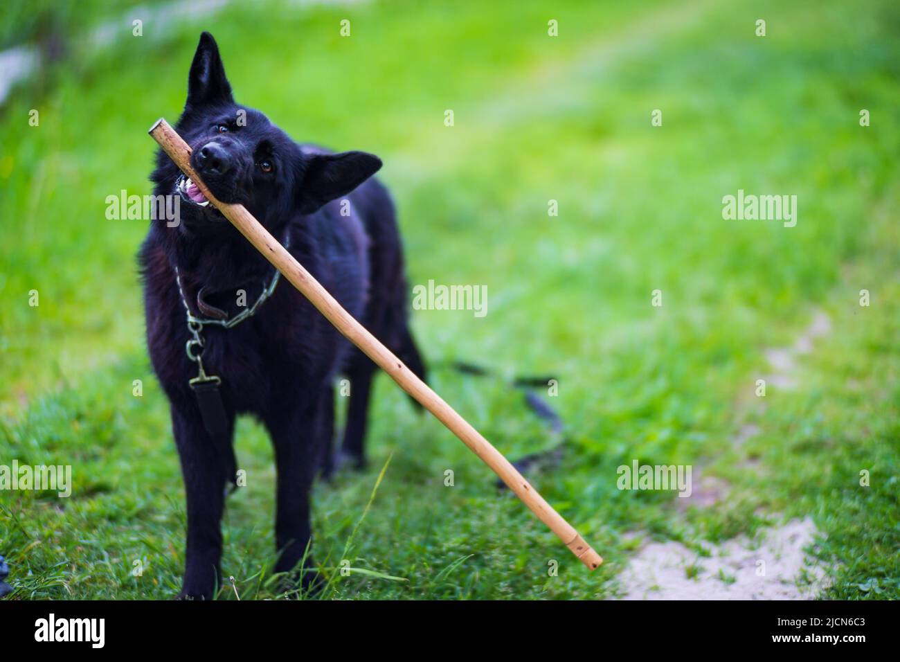 Ein schöner schwarzer Hund der Schäferhund-Rasse läuft mit einem Stock in den Zähnen entlang des grünen Grases im Hof. Der beste Freund des Menschen, Mensch und Hund. Stockfoto