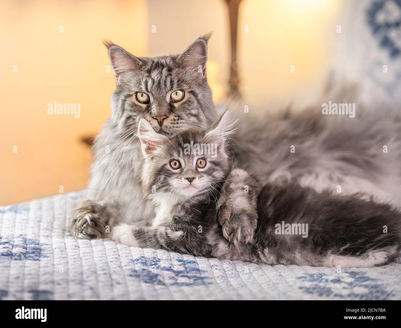 Männliche Maine Coon Katze liegt auf dem Bett mit Jungtieren Nachkommen Stockfoto