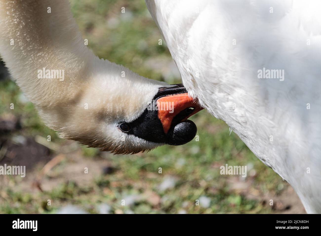 Ein stummter Schwan für Erwachsene erwartet Sie neben einem städtischen See mit Bootstouren Stockfoto Ein stummter Schwan für Erwachsene erwartet Sie neben einem städtischen See mit Bootstouren Stockfoto
