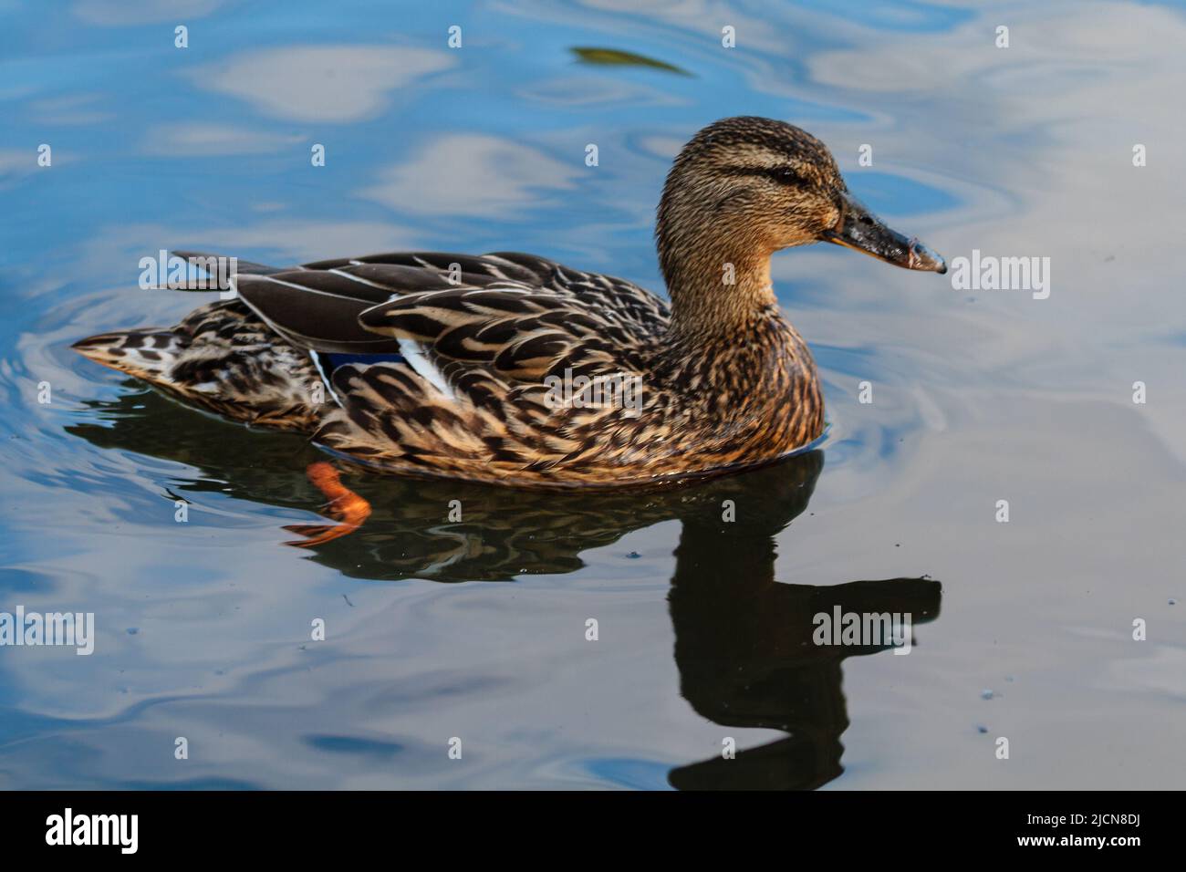 Weibliche Mallard Duck auf einem städtischen See mit Bootstouren Stockfoto