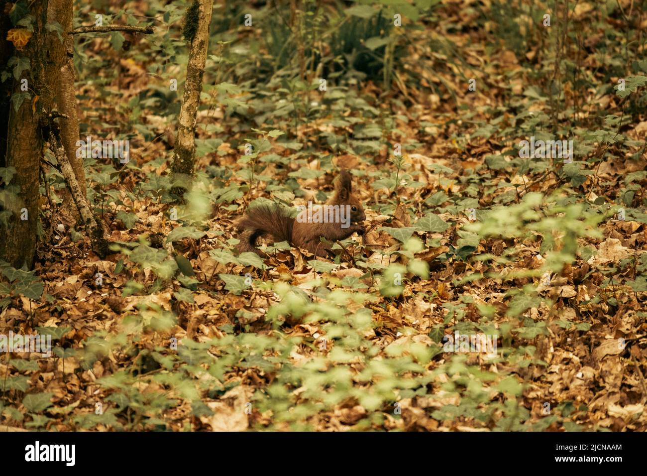 Braunes Eichhörnchen, das auf dem Waldboden steht und nach Nüssen und Beeren sucht Stockfoto