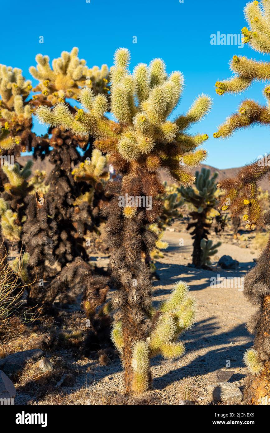 Nahaufnahme des Cholla Cactus im Joshua Tree National Park. Stockfoto