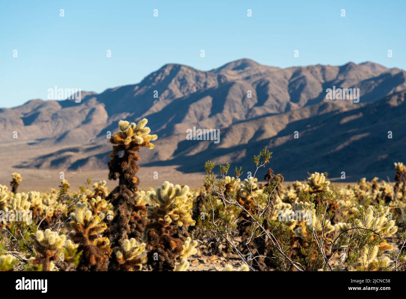 Landschaftlich reizvolle Ausblicke aus der Mojave-Wüste, Kalifornien, an einem wunderschönen Tag mit blauem Himmel und Cholla-Kaktus im Vordergrund. Stockfoto