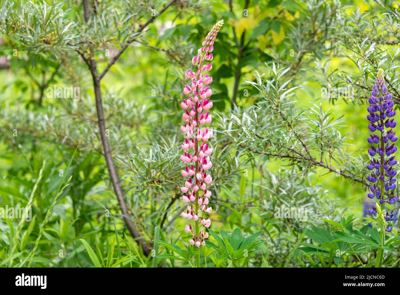 Rosa Lupine oder Wolfbohne, lat. Lupinus ist eine Pflanzengattung aus der Familie der Fabaceae. Wilde Natur. Stockfoto