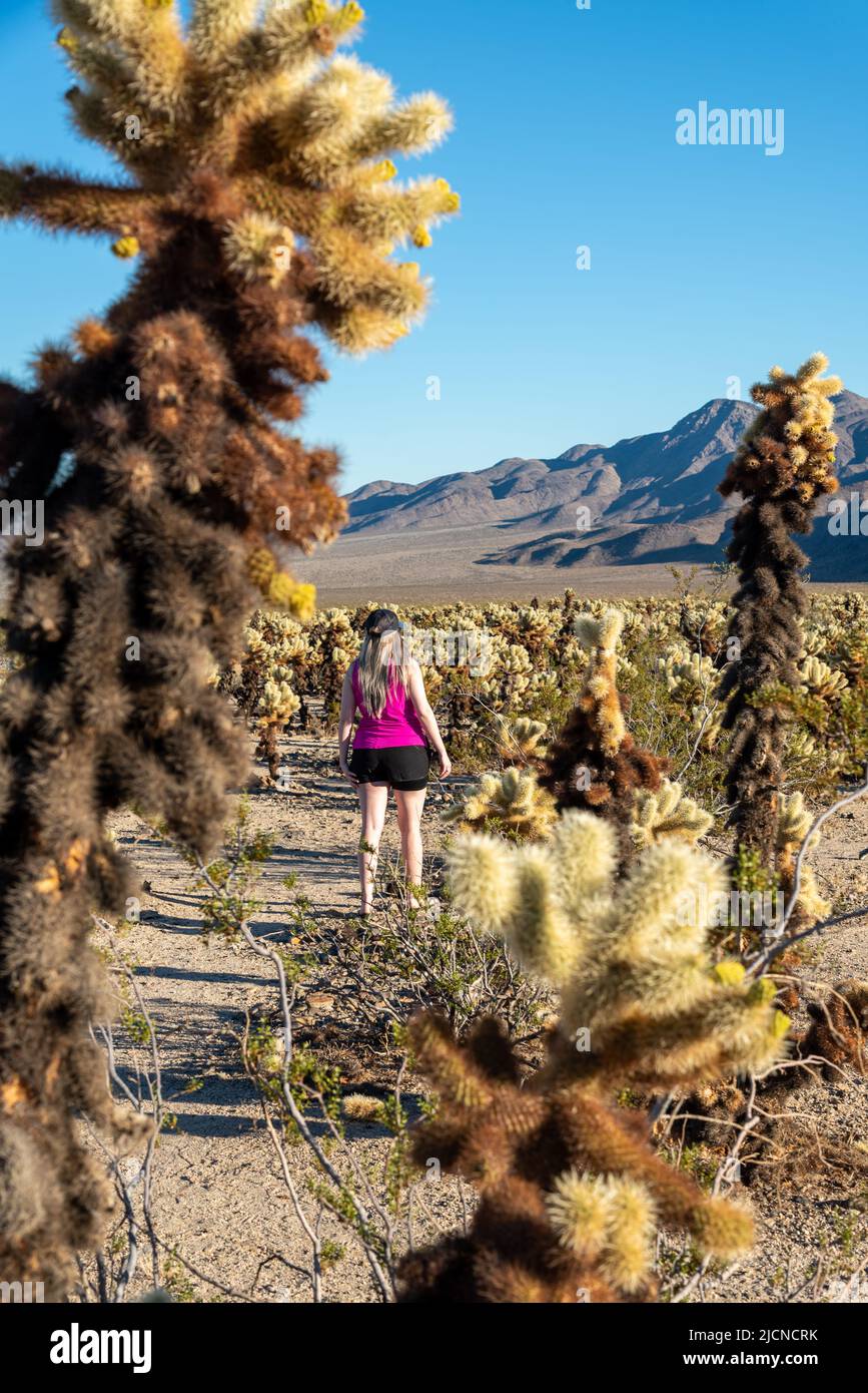 Wanderer im Joshua Tree National Park in einem Feld von Cholla Kaktus am schönen Himmel Tag mit Frau in leuchtend rosa Hemd. Stockfoto