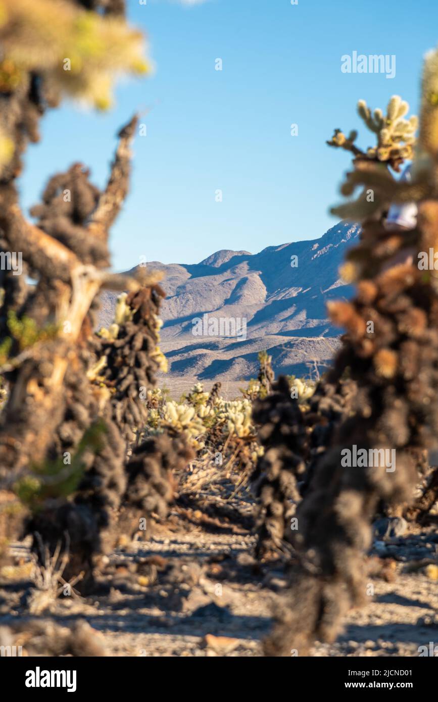 Einzigartiger, erstaunlicher Cholla Kaktus in freier Wildbahn mit unglaublicher Joshua Tree Landschaft im Hintergrund. Stockfoto