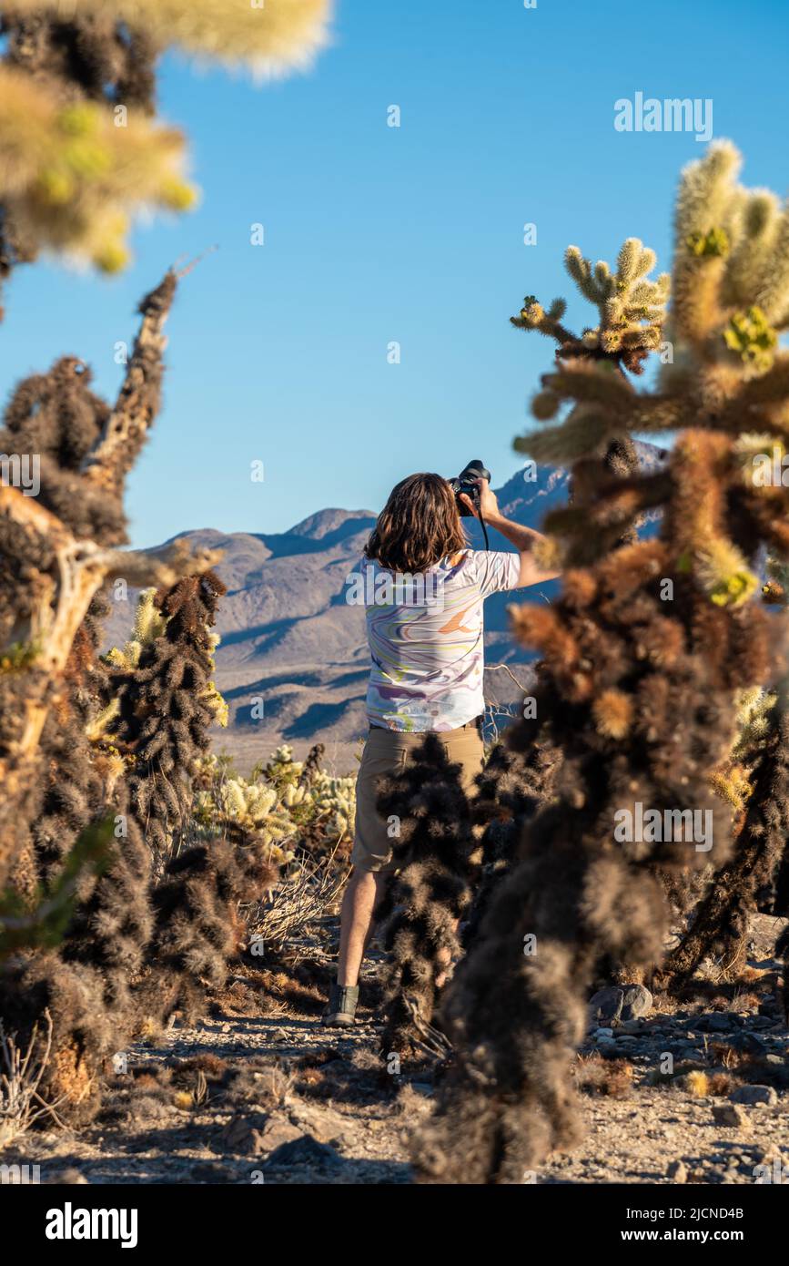 Wanderer im Cholla Cactus Garden im Joshua Tree National Park Stockfoto