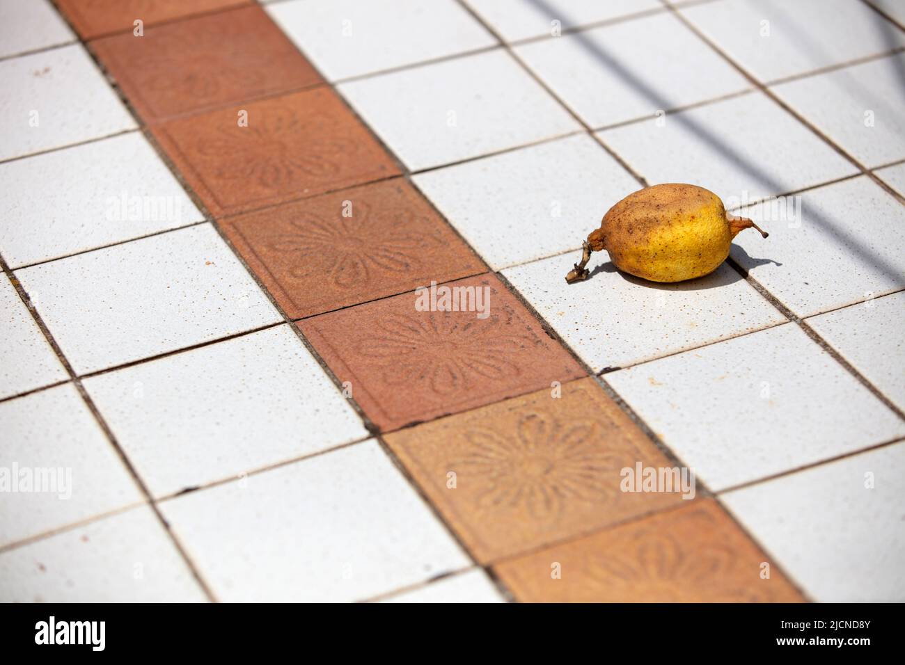 Ein erstaunlich schönes Foto einer reifen Zitrone auf einem gefliesten Tisch Stockfoto