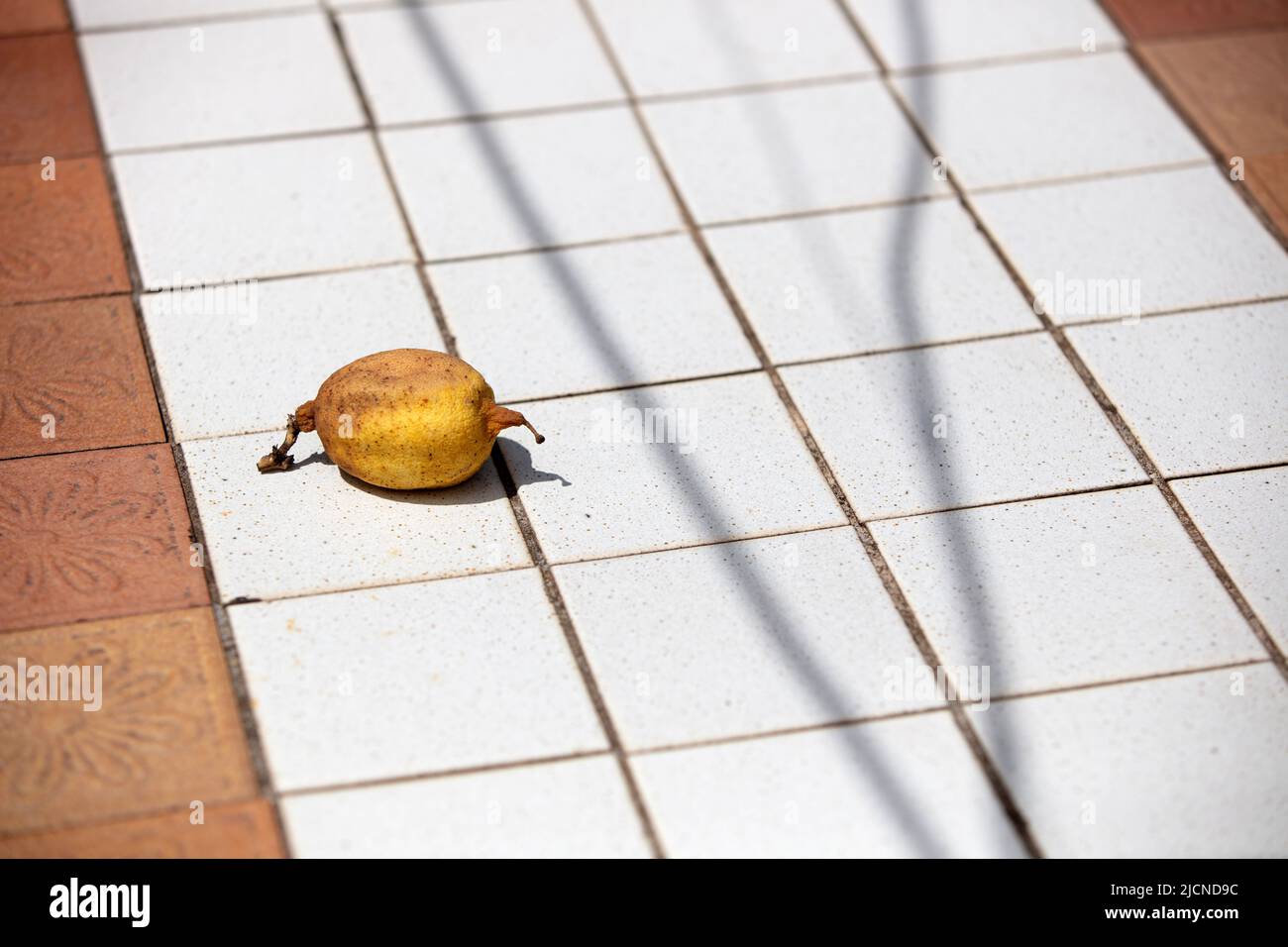 Ein erstaunlich schönes Foto einer reifen Zitrone auf einem gefliesten Tisch Stockfoto