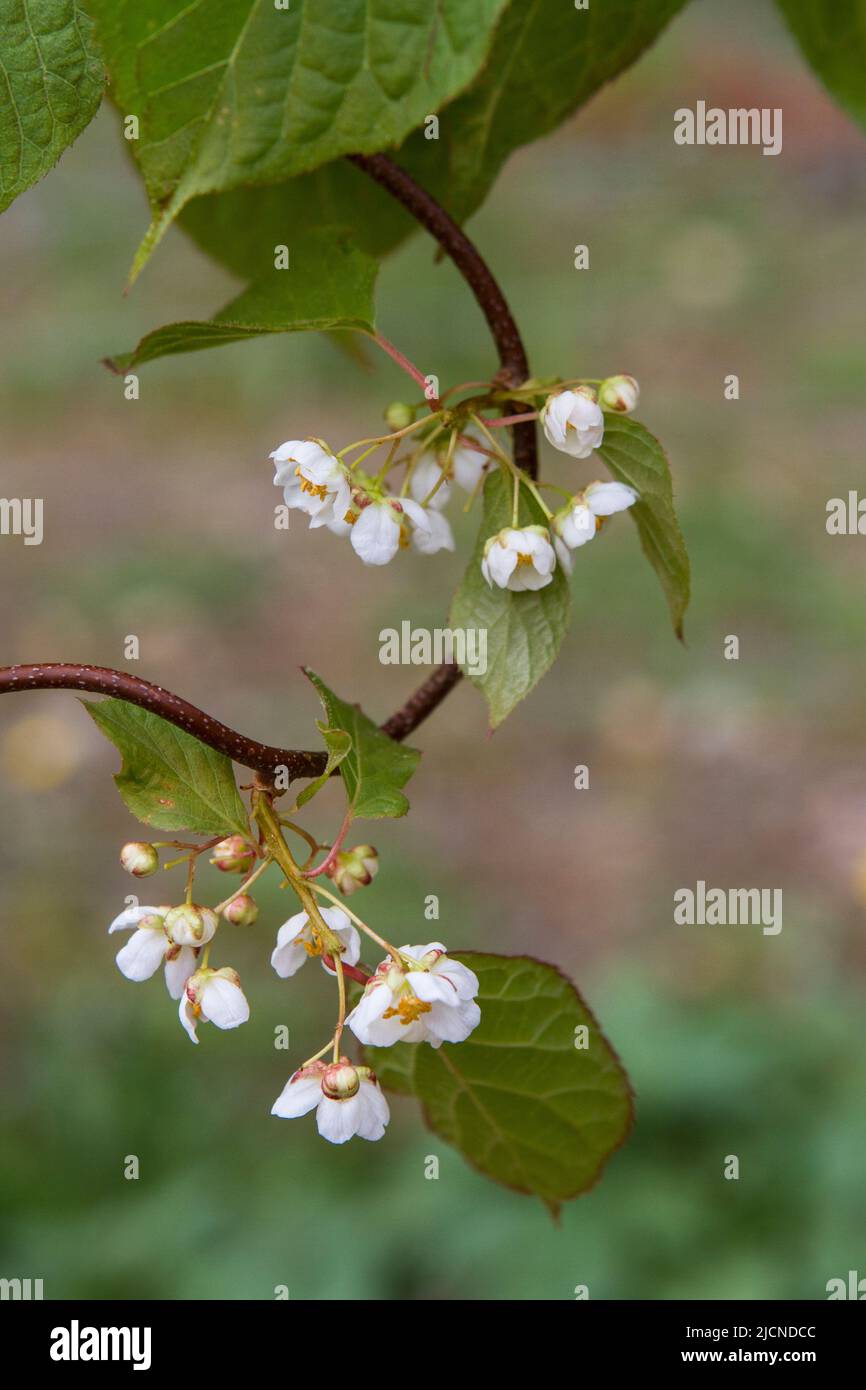 Pasha Male Arctic Beauty Kiwi Rebe (Actinidia kolomikta) blüht im späten Frühjahr mit kleinen weißen Blüten im Hausgarten. Stockfoto