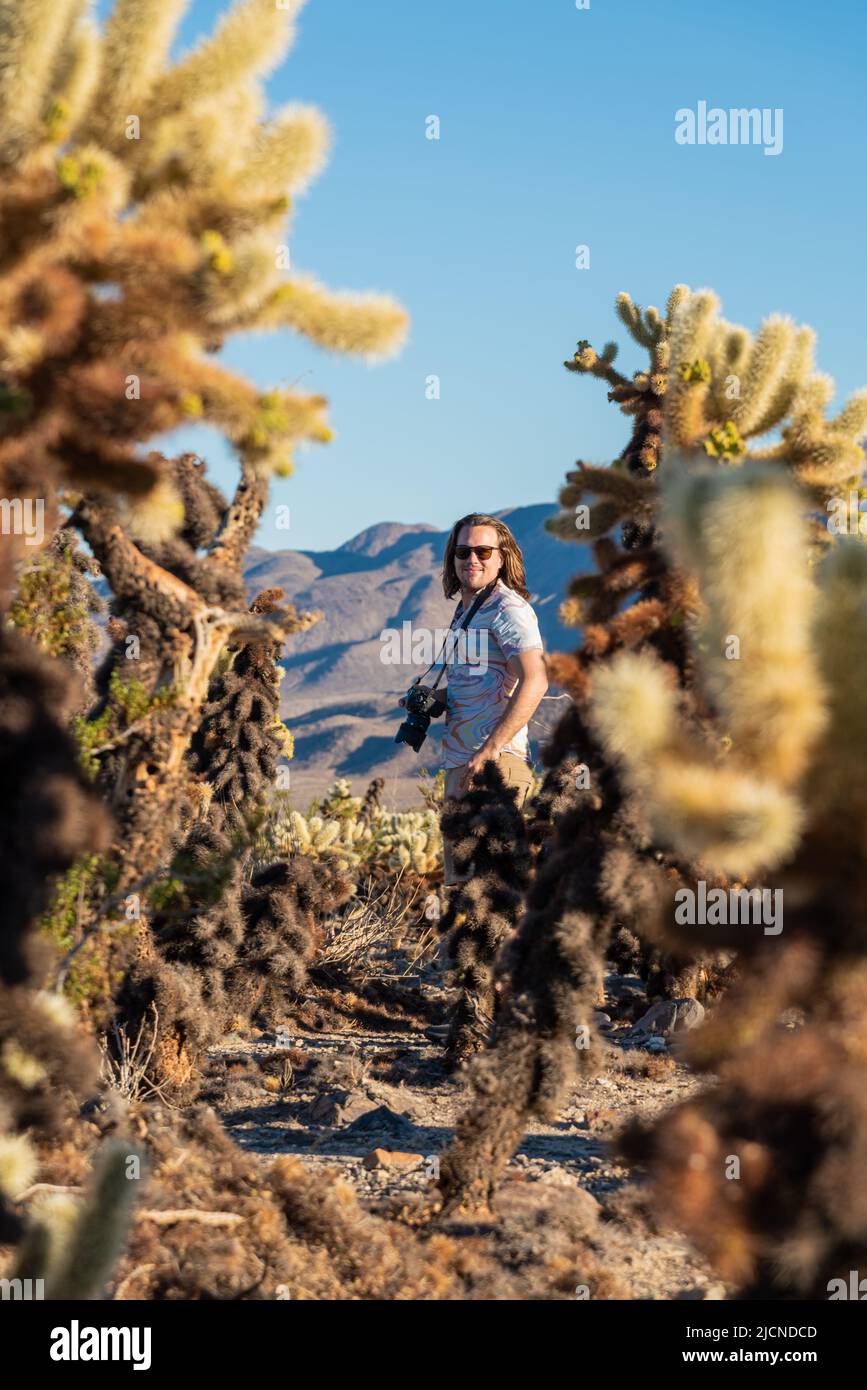 Wanderer im Cholla Cactus Garden im Joshua Tree National Park Stockfoto