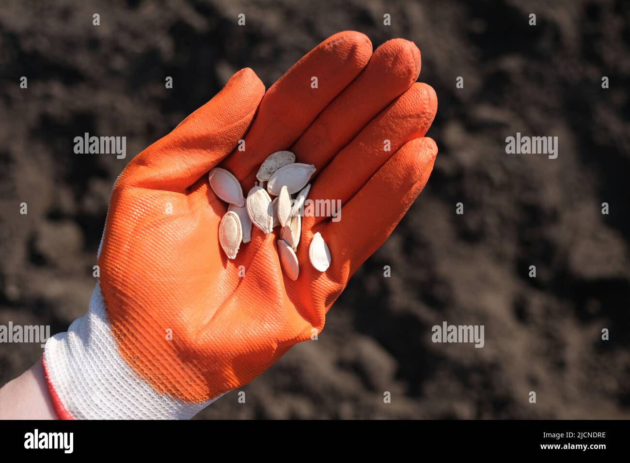 Handfläche in Schutzhandschuh voller Bohnensamen auf einem Hintergrund schwarzer Erde. Das Konzept der Ernte, der Aussaat oder der Landwirtschaft Stockfoto
