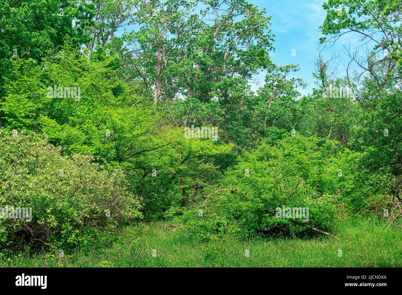 Waldlandschaft, subtropischer Laubwald vom hyrkanischen Typ in der kaspischen Tiefebene Stockfoto