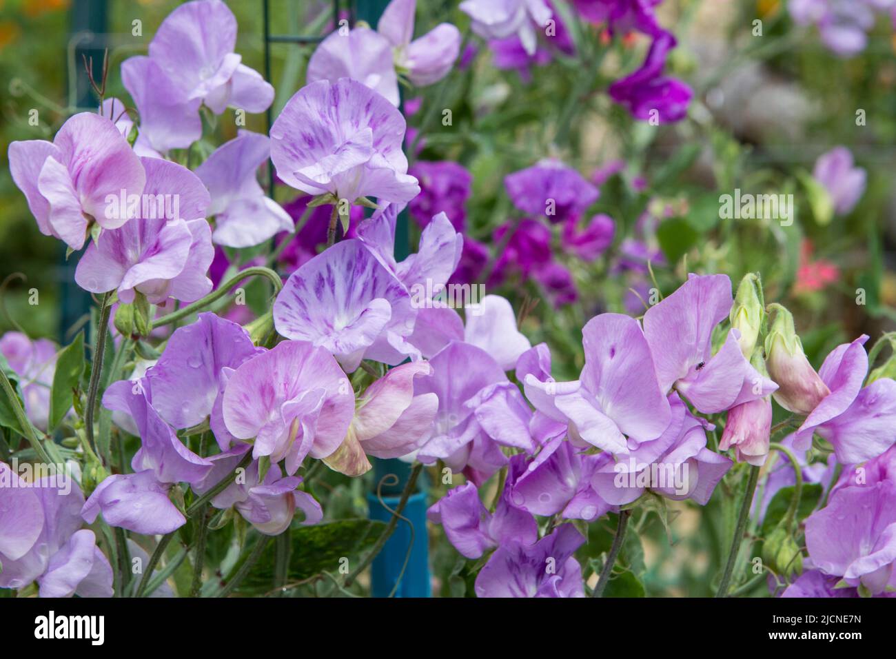 Bunte Süßerbsen (Lathyrus odoratus) in violetten und rosafarbenen Tönen, die in einem Sommergarten blühen. Stockfoto