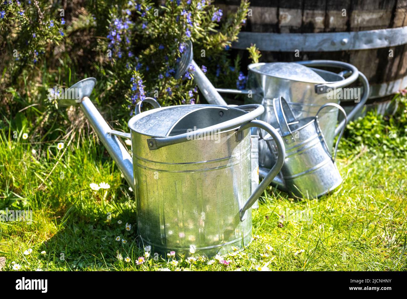 Große und kleine Blechwasserdosen in einem Frühlingsgarten Stockfoto