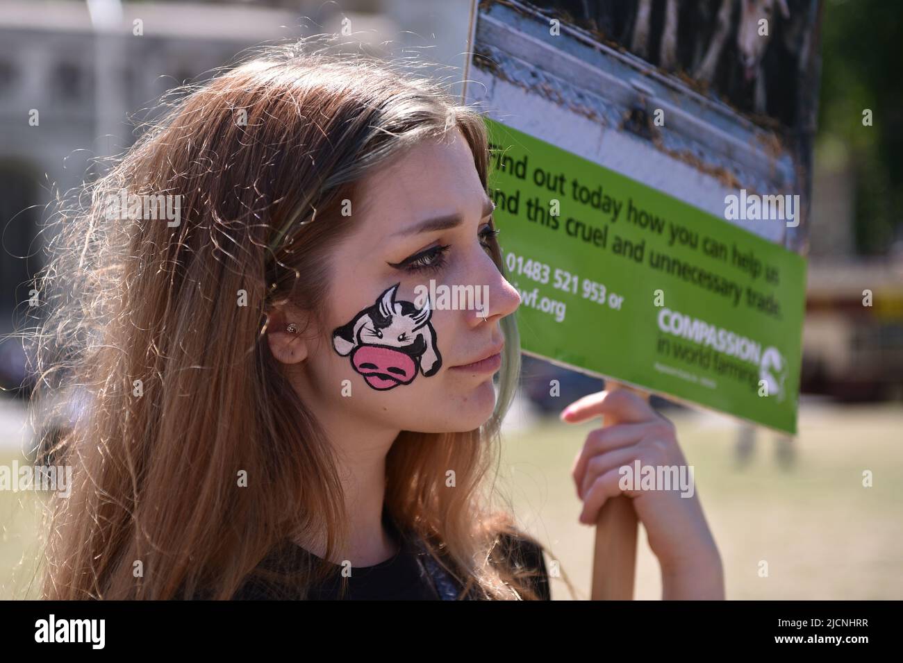 Aktivisten protestierten auf dem Parliament Square, um die britische Regierung aufzufordern, den Export von Lebendtieren zu beenden. Stockfoto