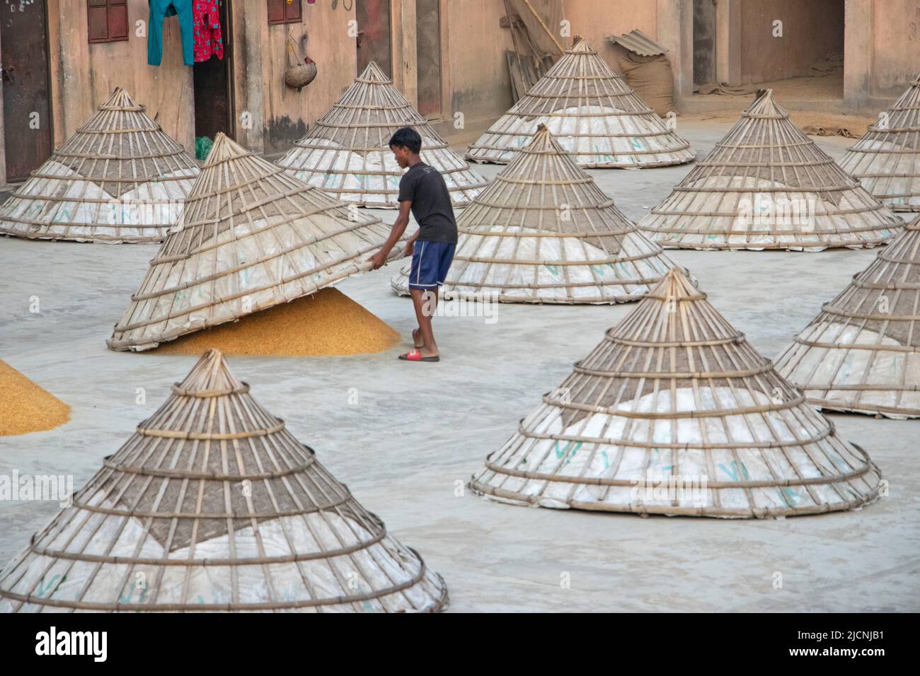 15. Juni 2022, Brahmanbaria, Chittagong, Bangladesh: Arbeiter bedeckt Reishügel mit riesigen, hutsförmigen Bambuszapfen auf einem Feld in Brahmanbaria, Bangladesch, nachdem sie in der sengenden Sonne getrocknet wurden. Dies ist eine traditionelle Methode, frisch gesammelter Reis nach dem Entfernen von Feuchtigkeit vor Regen und Nebel zu schützen. Der getrocknete Reis wird in kegelförmige Hügel gestapelt, so dass er unter die Zapfen passt. Reis ist das Grundnahrungsmittel von etwa 140 Millionen Menschen in Bangladesch. Es stellt fast 48 % der ländlichen Beschäftigung, etwa zwei Drittel der gesamten Kalorienzufuhr und etwa die Hälfte des gesamten Protein-i-Anteils bereit Stockfoto