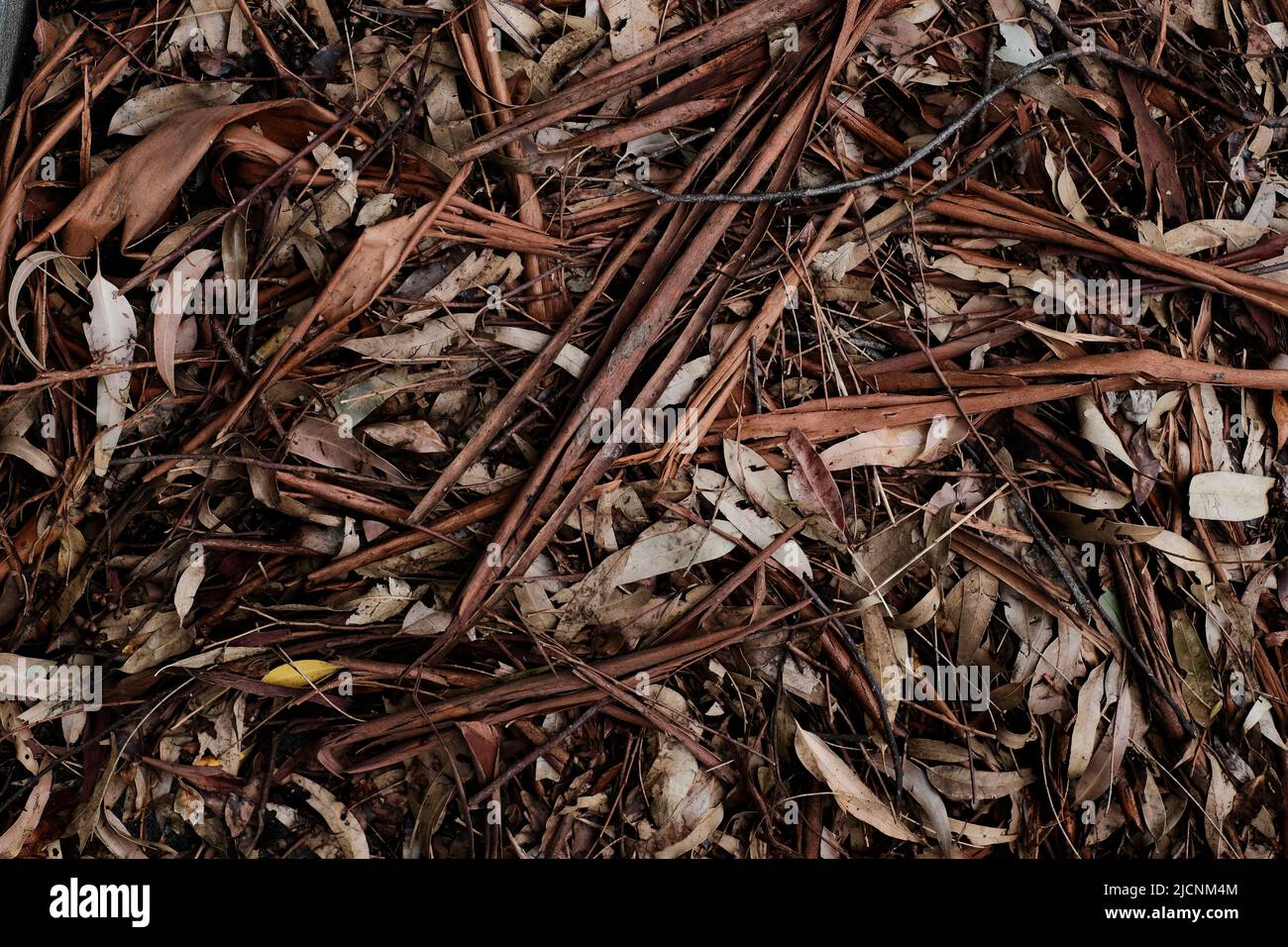 Nahaufnahme eines ausgetrockneten, verwelkten australischen Buschbodenteppens. Stockfoto