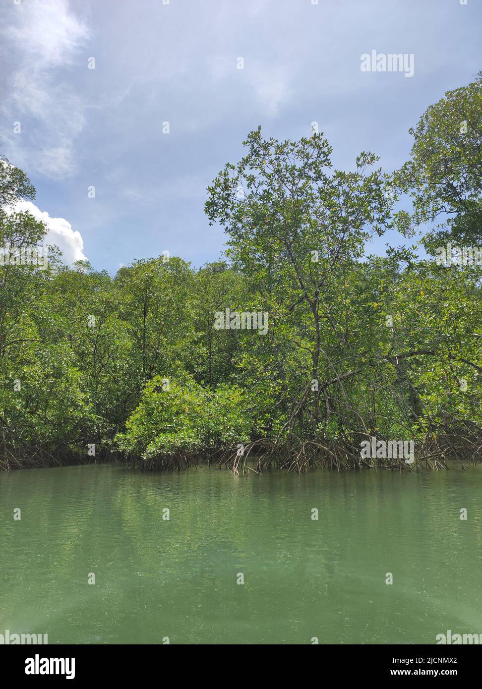 Mangrovenwälder vom Golfo Dulce auf der Halbinsel Osa in Costa Rica Stockfoto