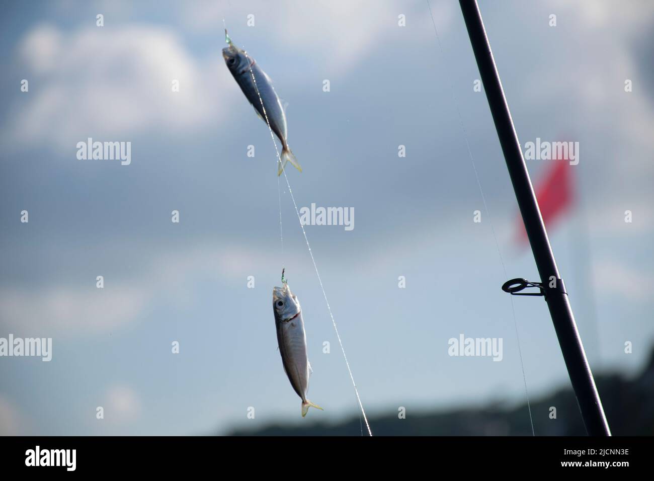 Frisch gefangener Stöcker auf einem Haken. Stockfoto