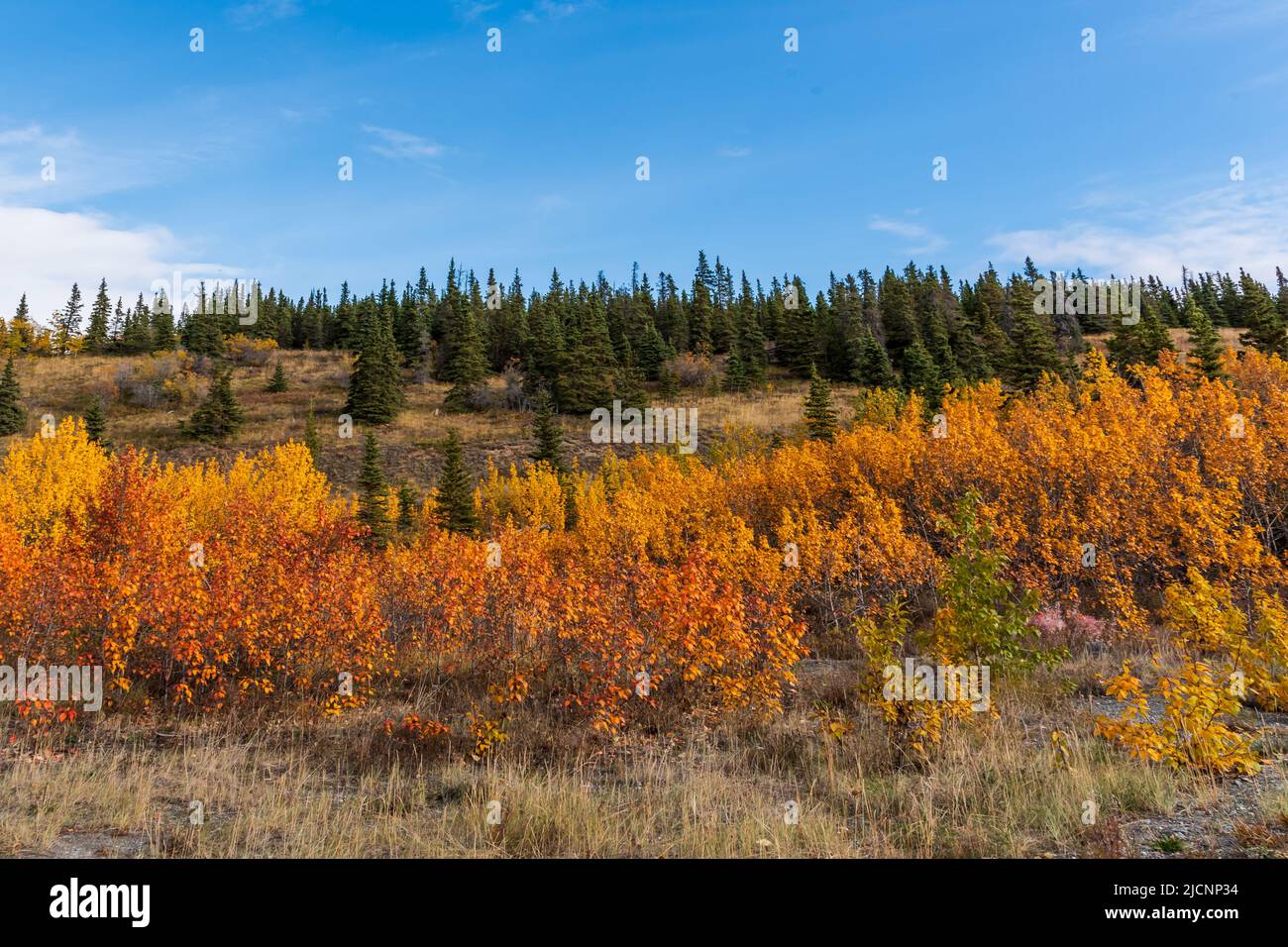 Herbstfarbener Pflanzen in einer goldenen Landschaft aus dem Yukon Territory im Norden Kanadas im September, der Herbstsaison. Stockfoto