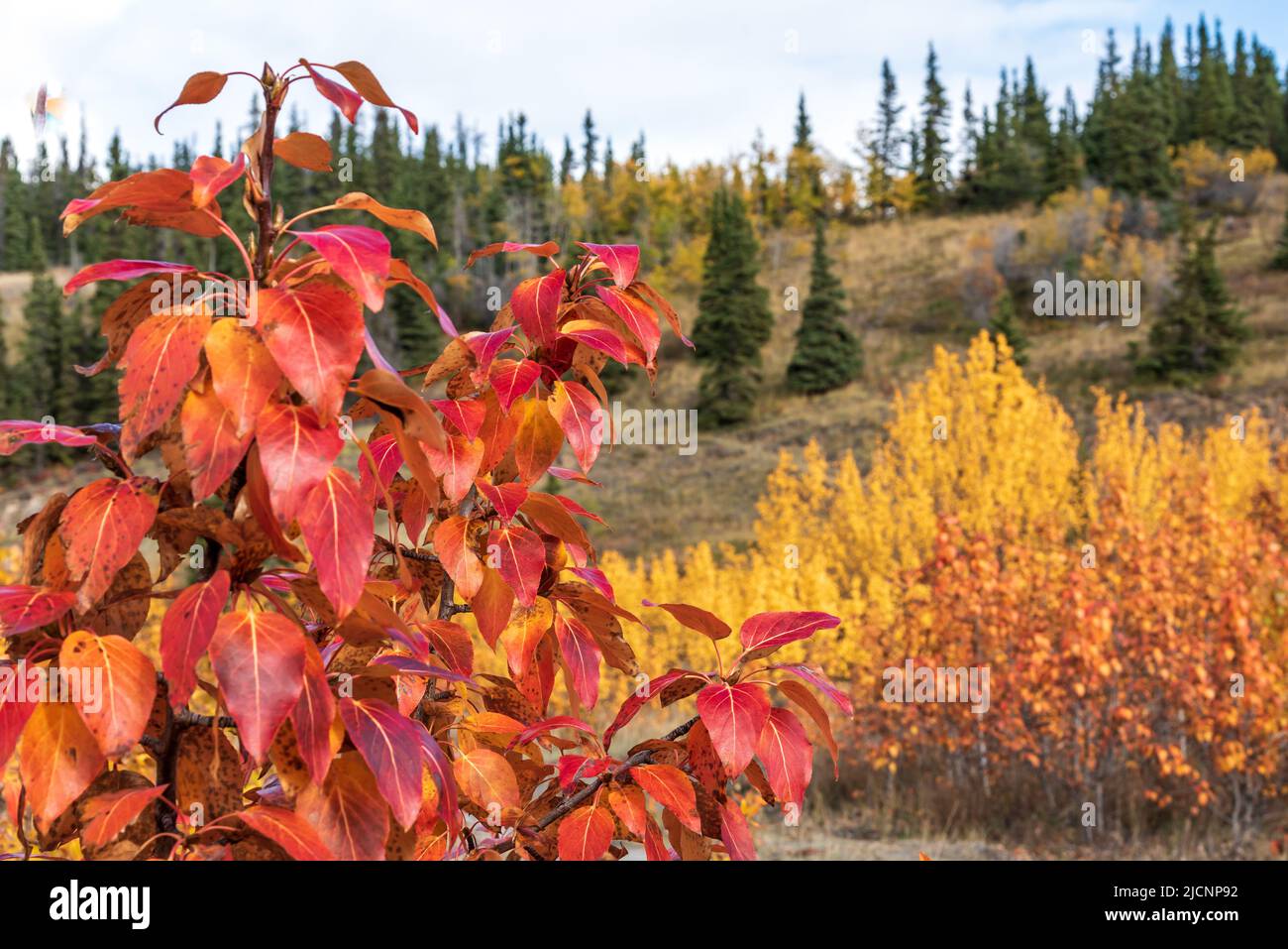 Fallen rot gefärbte Pflanzen in einer goldenen Landschaft aus dem Yukon Territory, Nordkanadas im September, Herbstsaison. Stockfoto