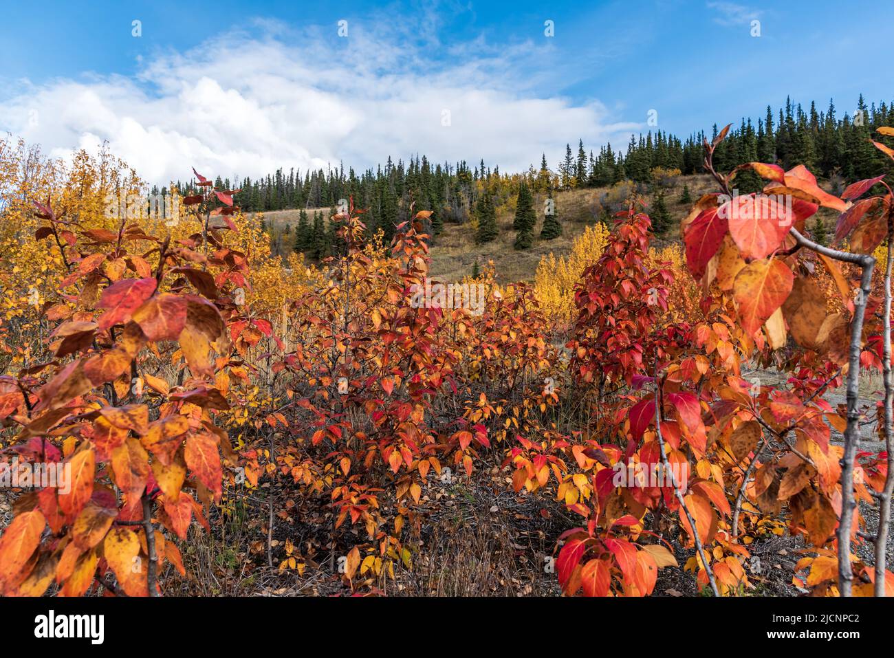 Fallen rot gefärbte Pflanzen in einer goldenen Landschaft aus dem Yukon Territory, Nordkanadas im September, Herbstsaison. Stockfoto