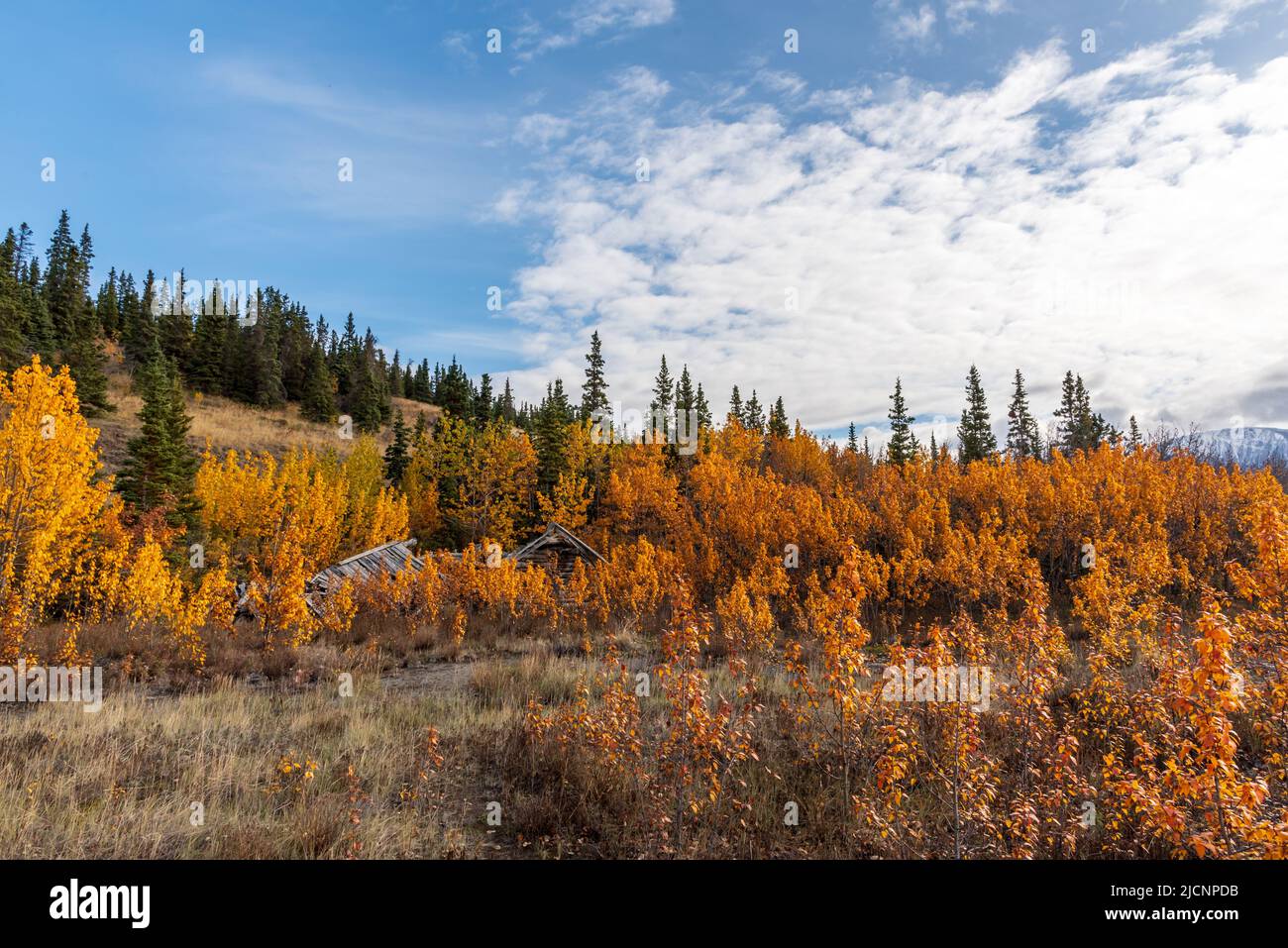 Herbstfarbener Pflanzen in einer goldenen Landschaft aus dem Yukon Territory im Norden Kanadas im September, der Herbstsaison. Stockfoto