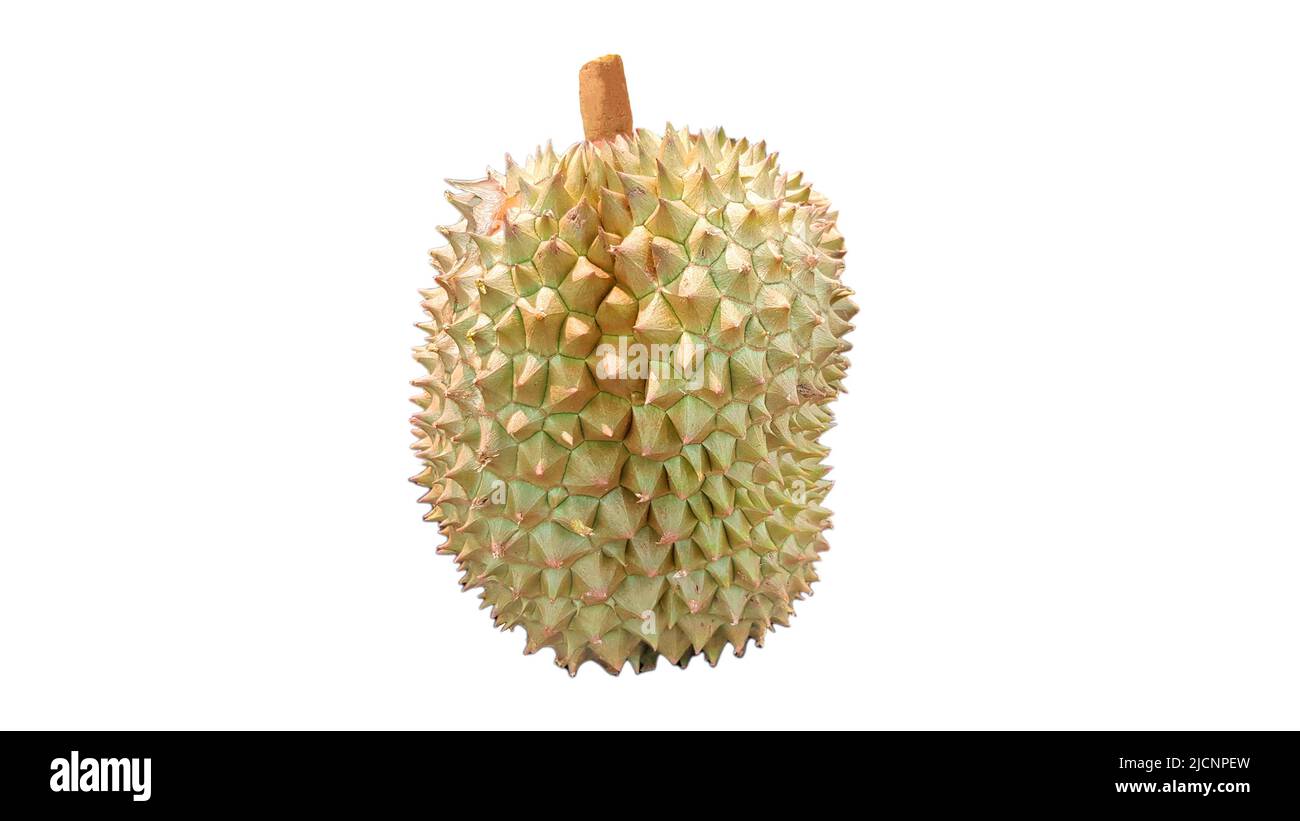 Beliebte Früchte in Thailand. Durian isoliert auf weißem Hintergrund. Stockfoto