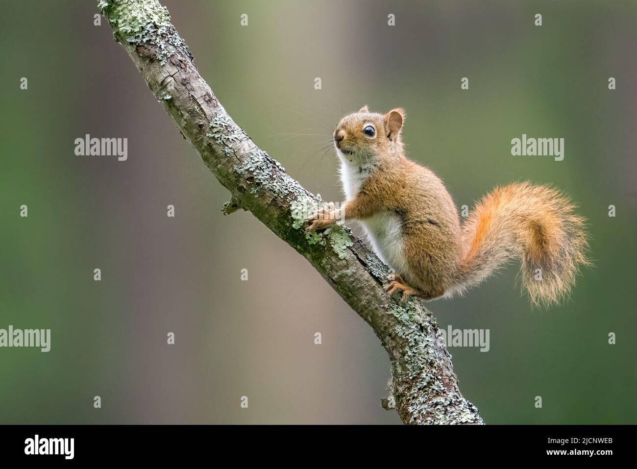 Ein rotes Eichhörnchen klettert einen Zweig entlang Pine Creek in Pennsylvania. Stockfoto