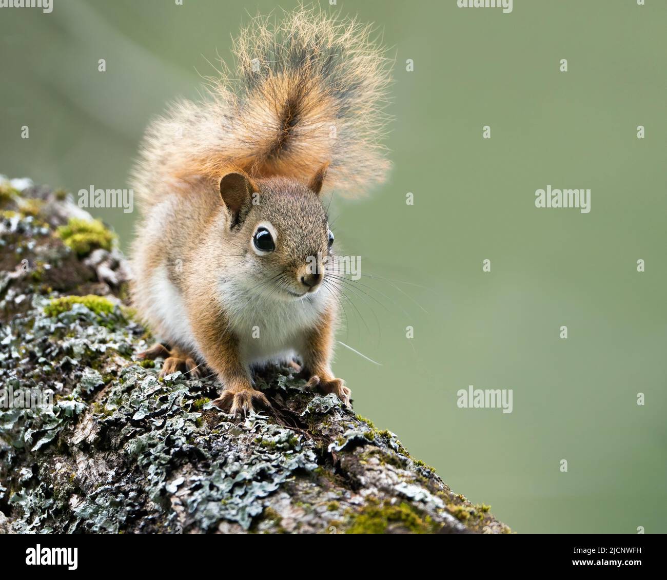 Ein rotes Eichhörnchen klettert einen Zweig entlang Pine Creek in Pennsylvania. Stockfoto