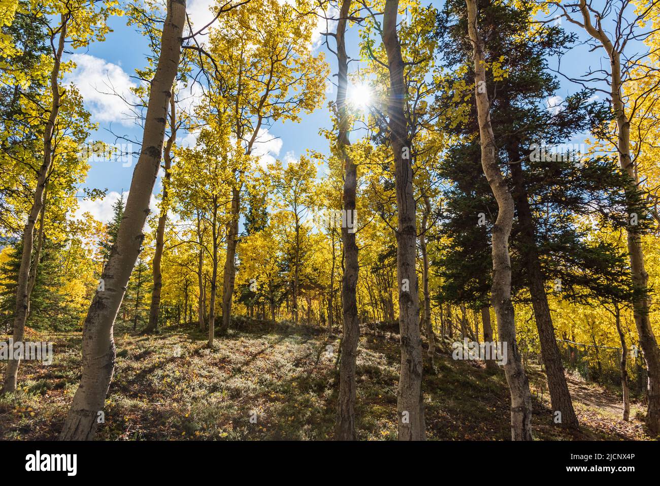 Fallen Sie in den borealen Wald von Kanada mit gelben Bäumen und blauem Himmel Hintergrund. Birke, Fichte, Pinien. Stockfoto