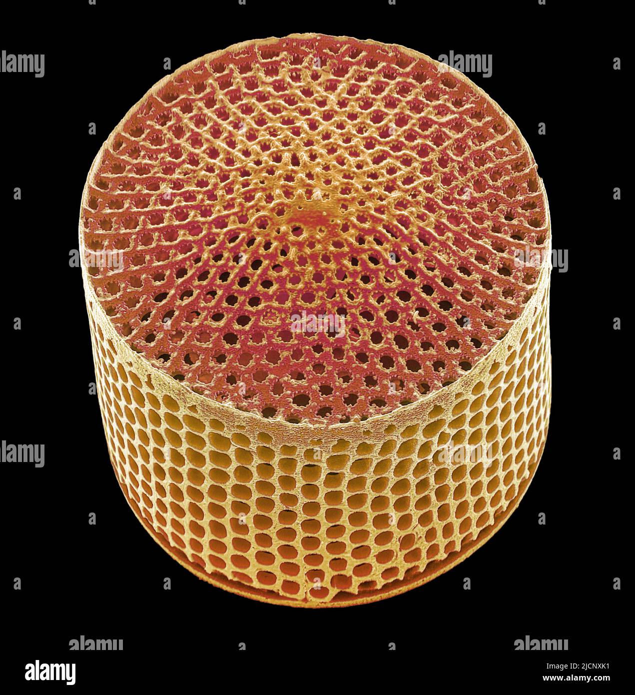 Kieselalgen. Farbiger Rasterelektronenmikrograph (SEM) einer Melosira sp.-Kieselalge. Kieselalgen sind einzellige photosynthetische Algen, von denen es etwa gibt Stockfoto