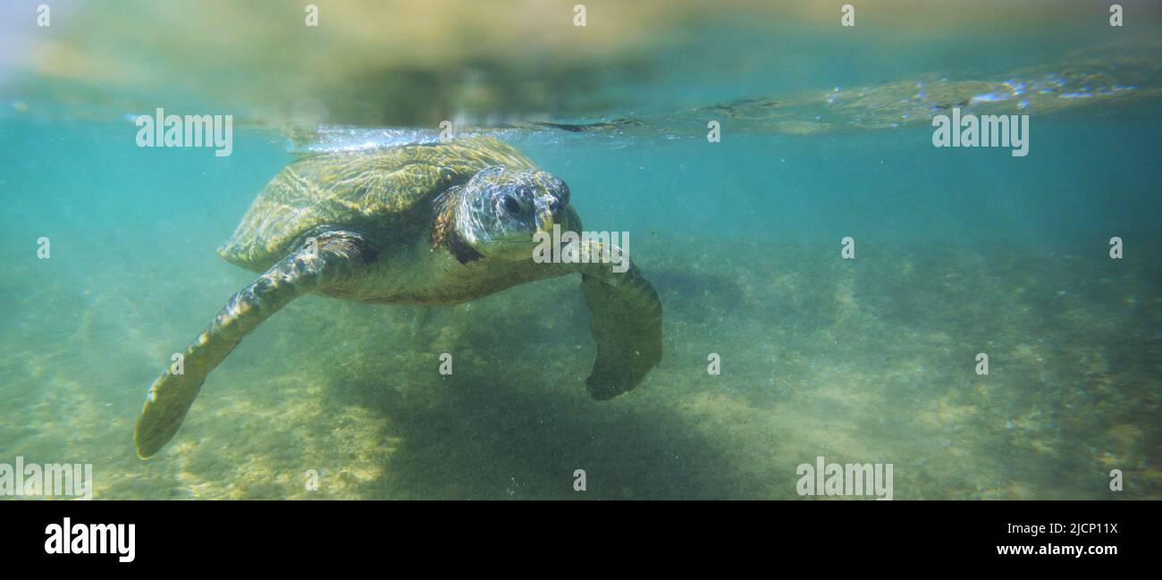 Riesige Meeresschildkröte unter Wasser im Ozean Stockfoto