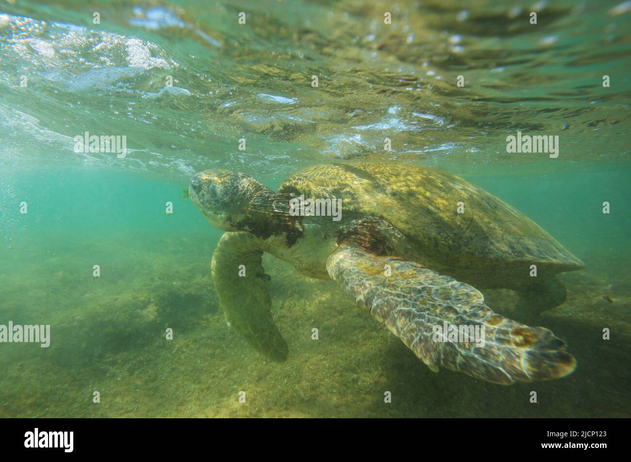 Riesige Meeresschildkröte unter Wasser im Ozean Stockfoto