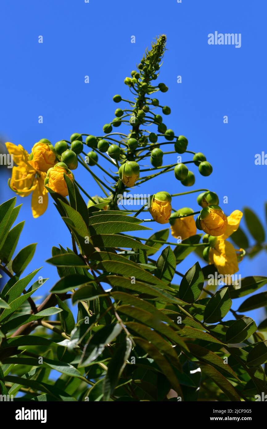 Aufblühende gelbe Blüten Stockfoto