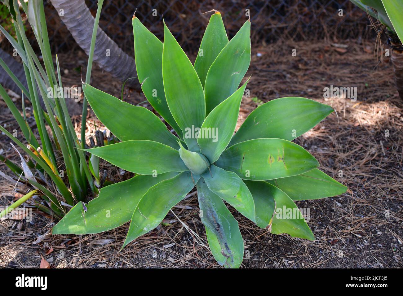 Succulenten - graptoveria silverstar? Stockfoto